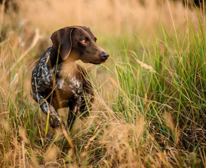 Epillet chez le chien ou le chat : les signes qui doivent alerter