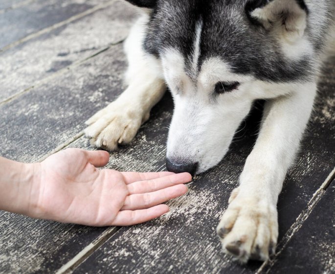Les chiens capables de detecter la Covid-19