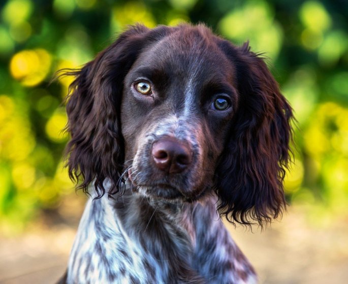 Masque : un adorable chien vous rappelle comment bien le porter 