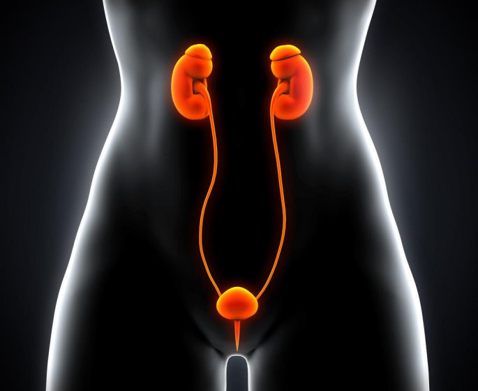 Maladie des reins : le pronostic du cancer du rein