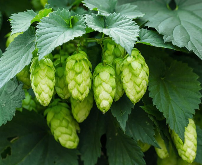 Menopause : le houblon comme plante aphrodisiaque