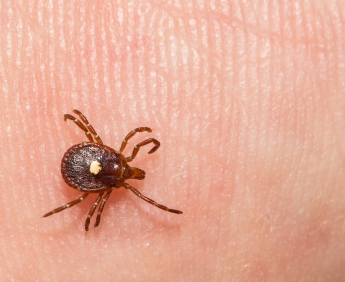 Tiques : elles peuvent rendre allergique a la viande rouge
