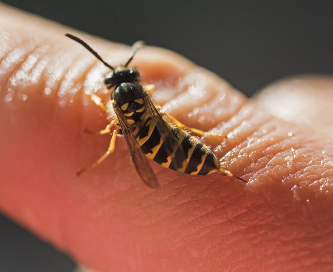 Piqure de guepe : comment eviter une infection