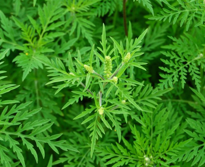 Allergies : plusieurs villes en alerte rouge