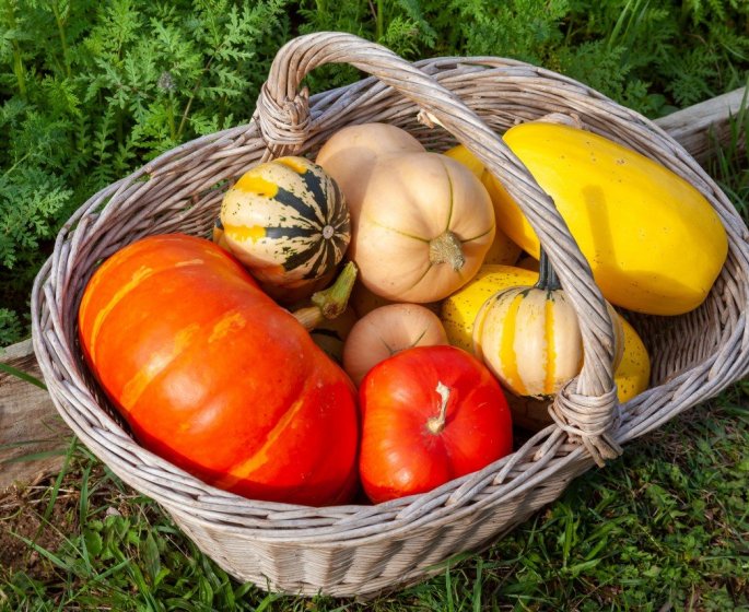Potimarron, citrouille, butternut... Les bonnes raisons de manger des courges