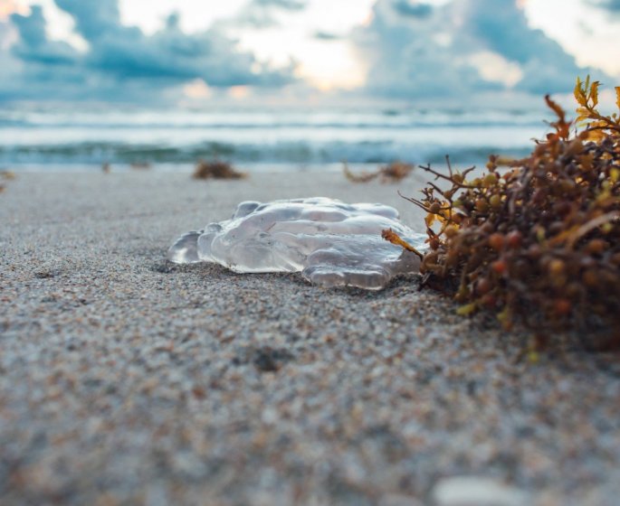 Oursin, vive, meduse... Que faire en cas de piqure ?