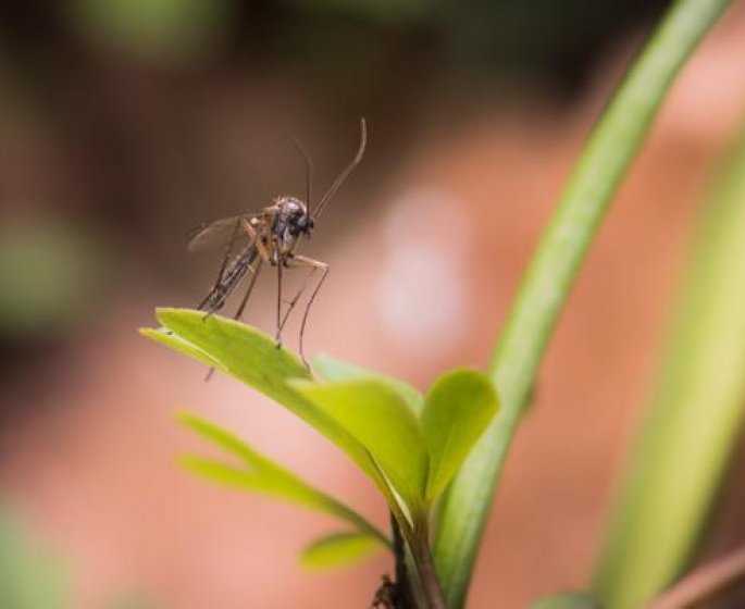 Un nouveau virus qui menace la France ?