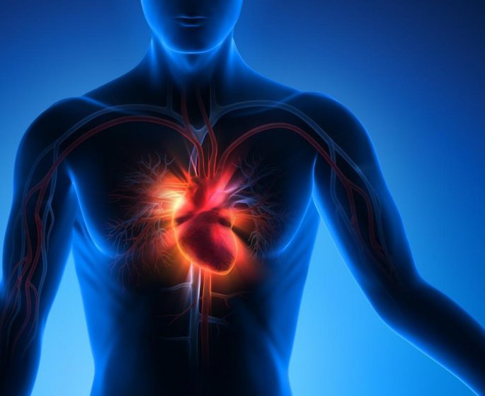 Un cœur plus gros et plus lourd : les deux effets de vos kilos en trop auxquels vous ne pensiez pas