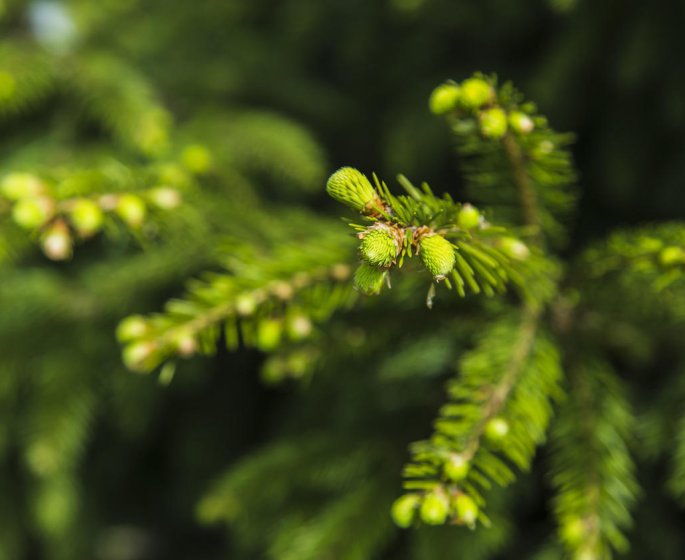 Vegetaux : ces plantes qui peuvent etre dangereuses pour votre sante