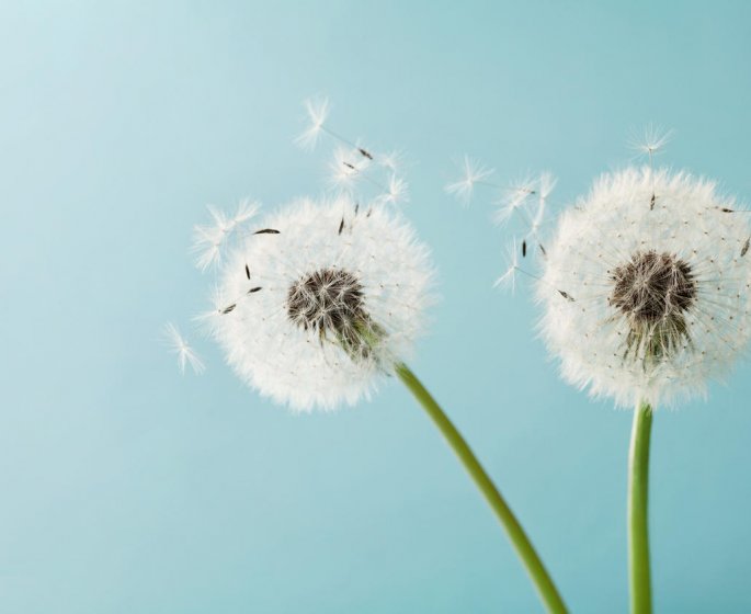 Allergies : le niveau d-alerte rouge vient d-etre atteint en France