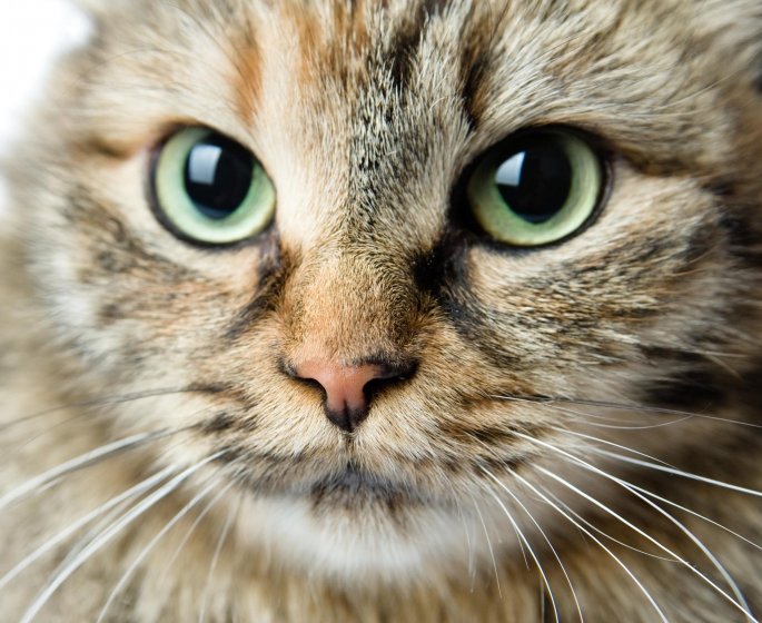 Comment votre chat vous voit-il ?