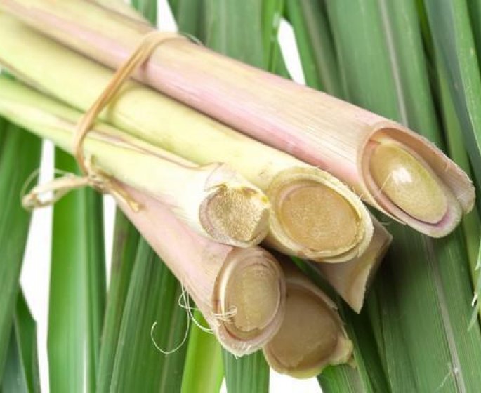 Les vertus de la citronnelle