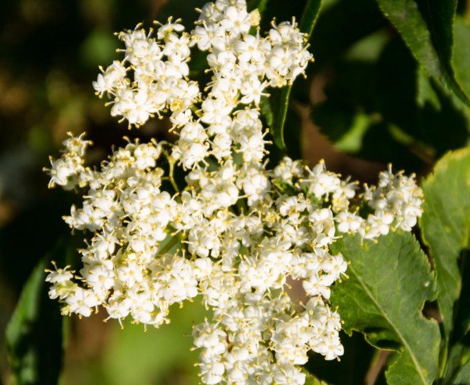 Sureau noir : un remede naturel contre la grippe