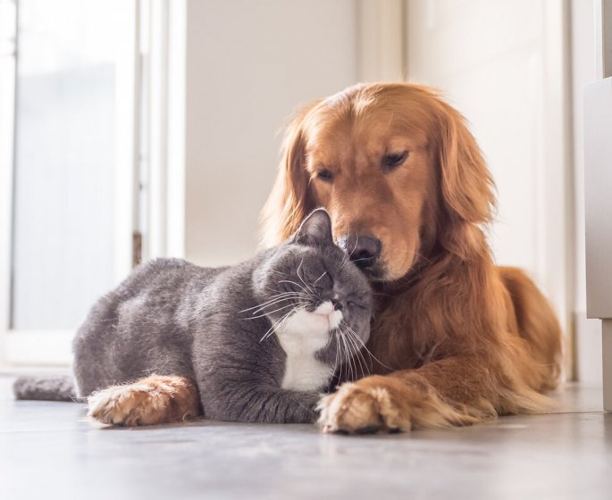 Pour la sante de votre chien, faites des rencontres !