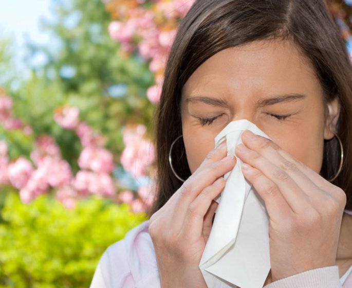 Remede naturel contre la grippe : une inhalation de niaouli
