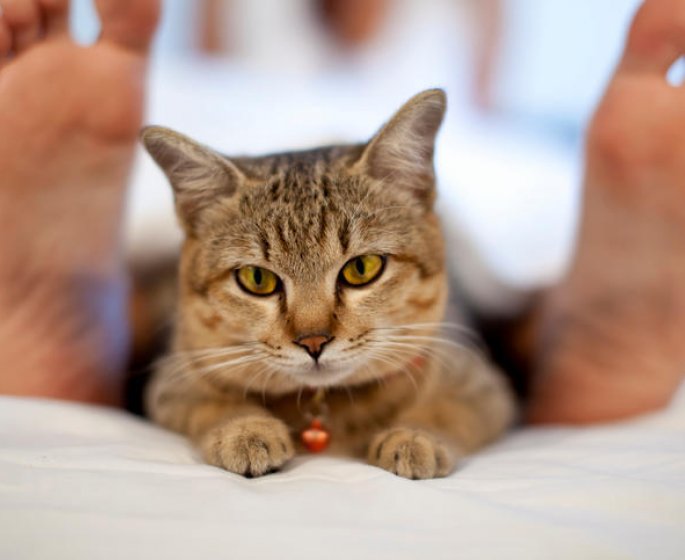 Comment votre chat peut vous donner Alzheimer a cause de la toxoplasmose ?