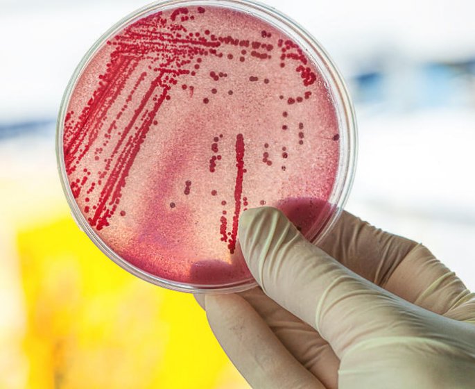 Decouverte d-un nouvel antibiotique dans le crottin de cheval !
