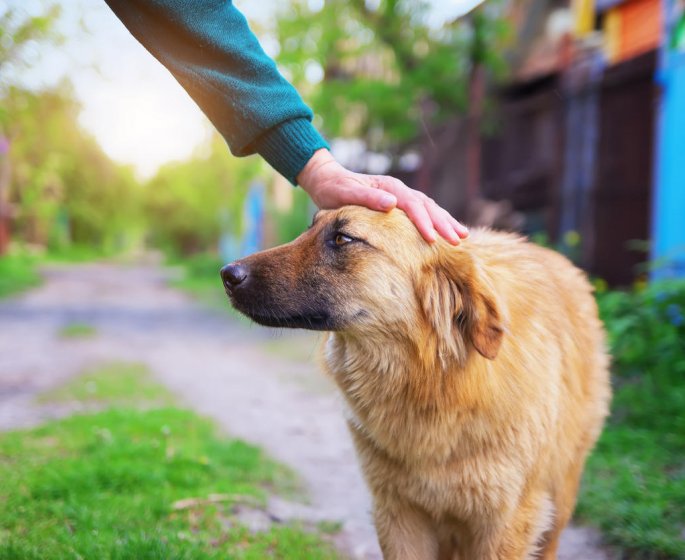 Parasite du chien : reconnaitre la gale