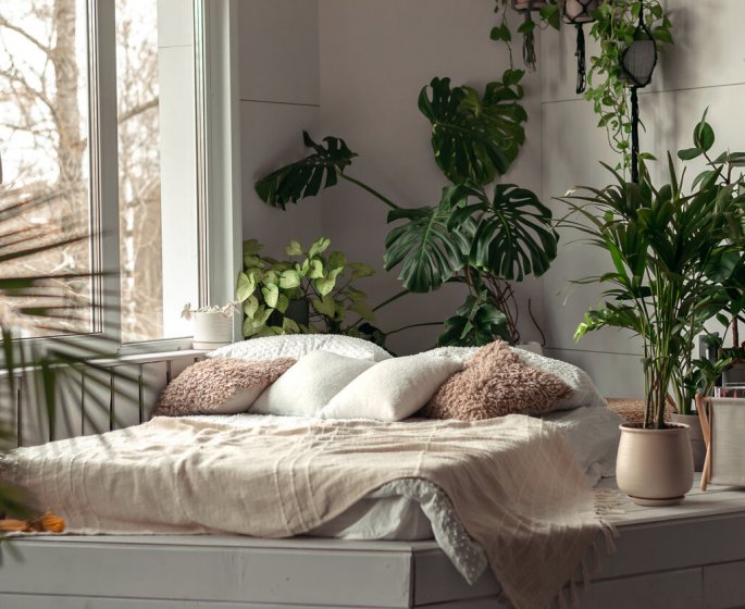 Garder cette plante dans votre chambre peut reduire votre anxiete