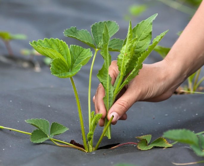 8 solutions efficaces pour desherber son jardin sans produits toxiques