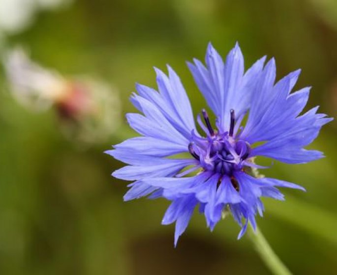 Bleuet : un antifatigue naturel