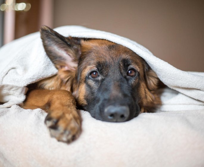 Reconnaitre la gale chez le chien