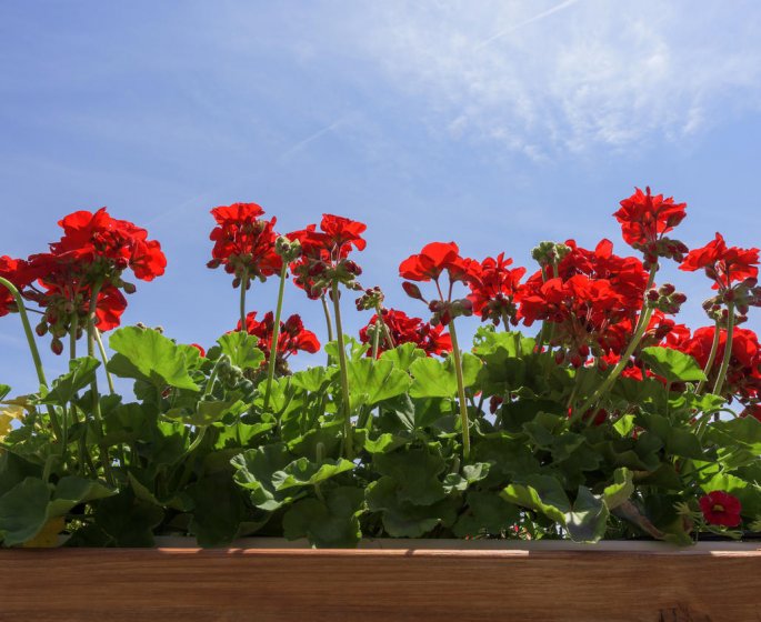 Conjonctivite de l-enfant : du geranium comme remede naturel
