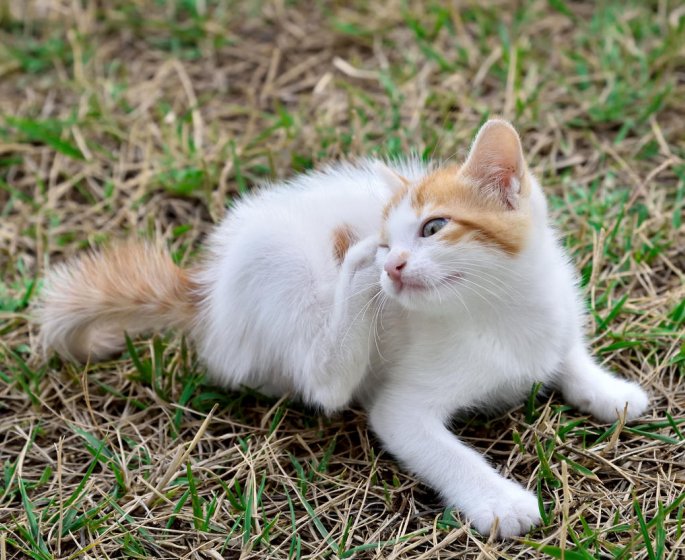 Piqure de tique chez le chat : est-ce un danger ?