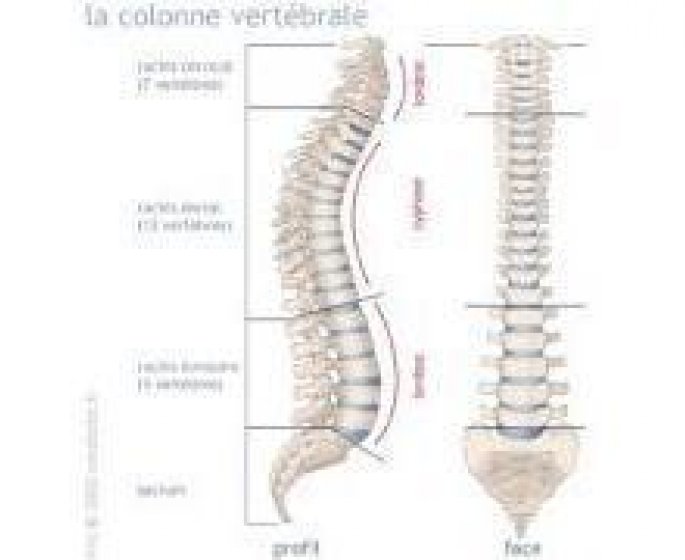 Comprendre lumbago et sciatique