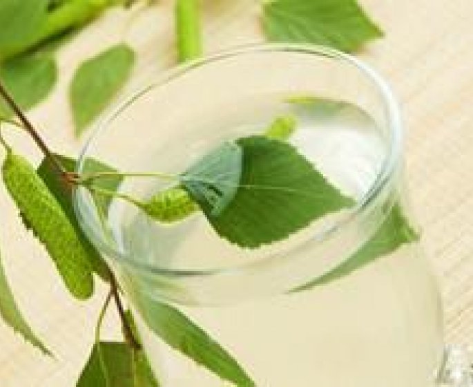 Bouleau : l’elixir miracle du printemps !