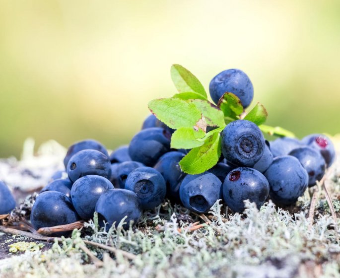 Cystite : la myrtille pour soigner une infection urinaire