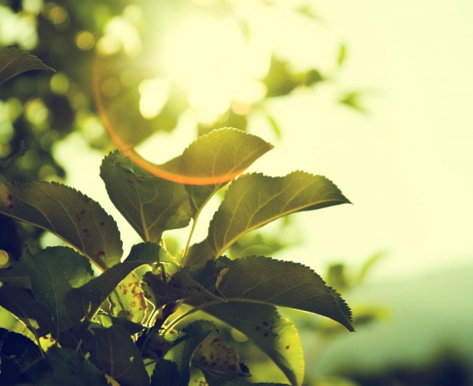 La vitamine D : roles et principaux bienfaits