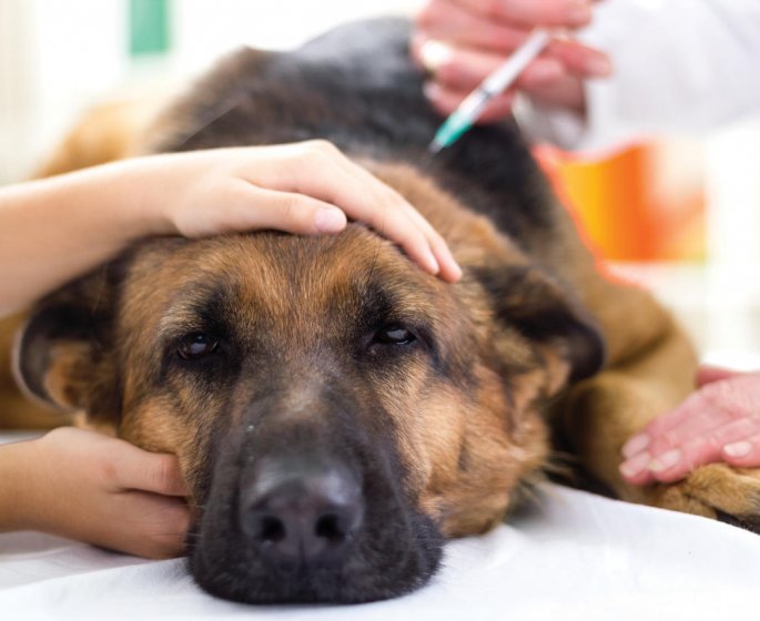 Diabete sucre chez le chien : symptomes, facteurs predisposants, diagnostic, traitements