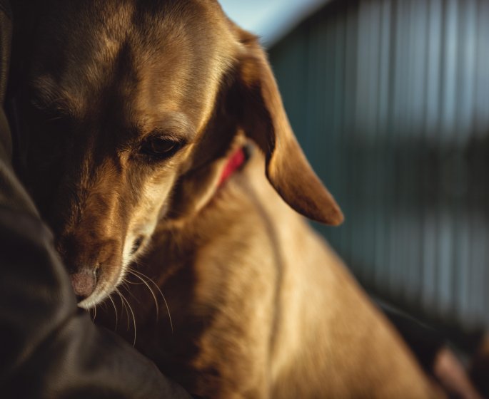 Pancreatite chez le chien : est-ce mortel ?