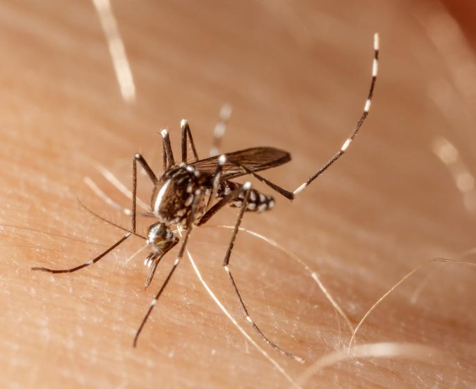 Moustique tigre : un cas de dengue dans le Var