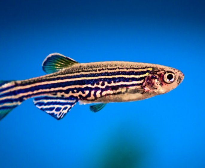 Arthrose : le poisson-zebre, un espoir de traitement contre la maladie ?