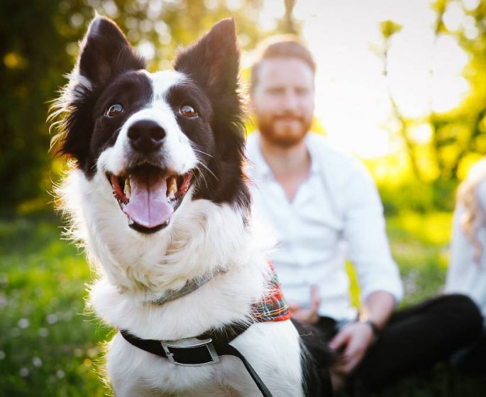 Chien : non, sa race ne predit pas son caractere
