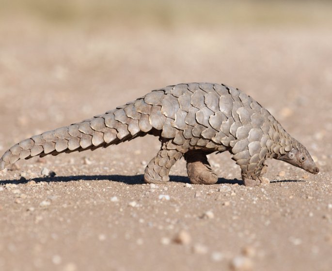 Coronavirus : c-est le pangolin, petit mammifere, qui l-aurait transmis a l-homme