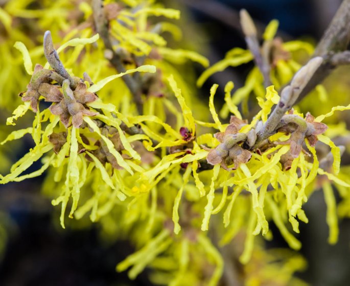 Hemorroides : l-hamamelis en homeopathie comme traitement