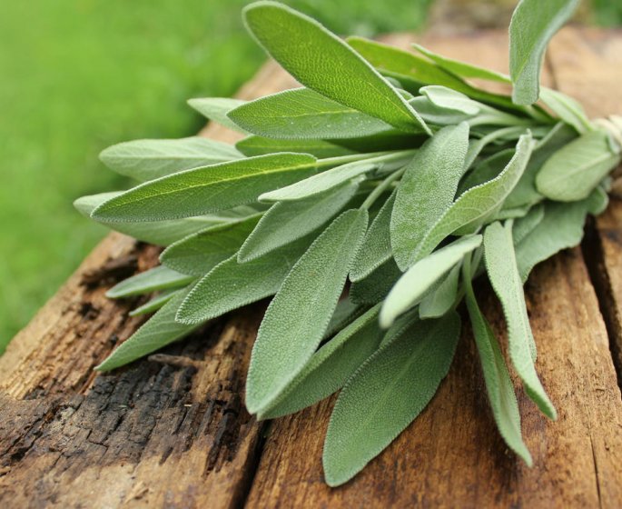 Secheresse vaginale : de la sauge comme traitement naturel