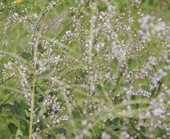 Desmodium : une plante qui accompagne la chimiotherapie