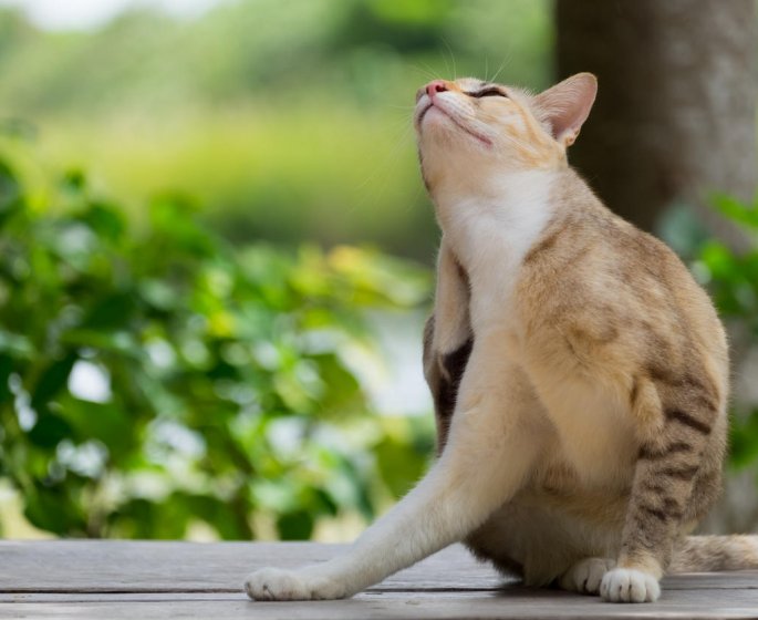Reconnaitre une allergie aux piqures d-aoutat chez le chat