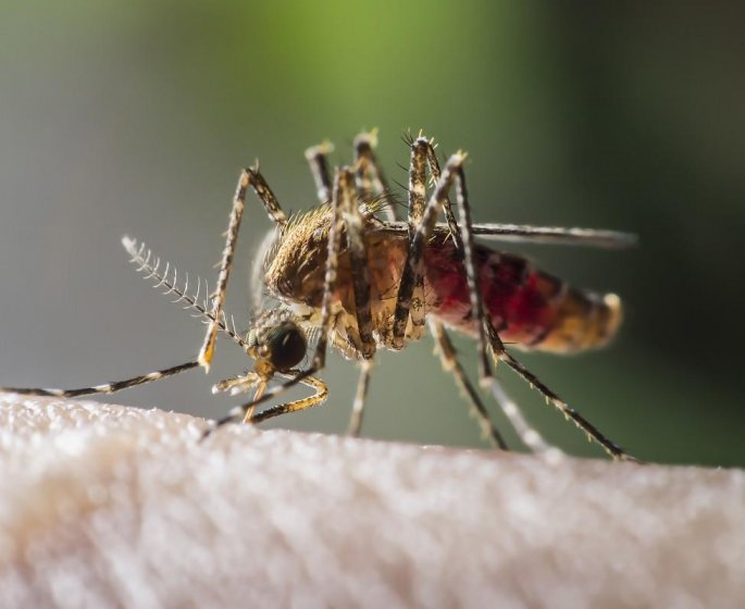 West Nile : 20 personnes deja touchees par le virus qui se repand dans les Alpes-maritimes