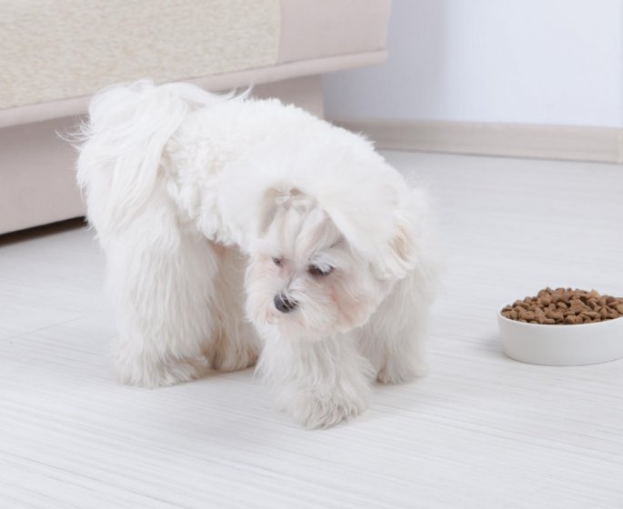 Lipome du chat ou du chien : la definition