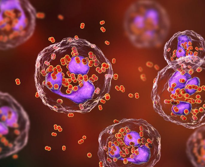 Polynucleaires eosinophiles : qu-est-ce que c-est ?