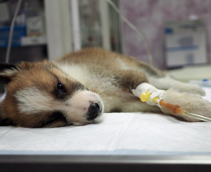 Coronavirus : votre chien ou votre chat peut-il vous contaminer ?