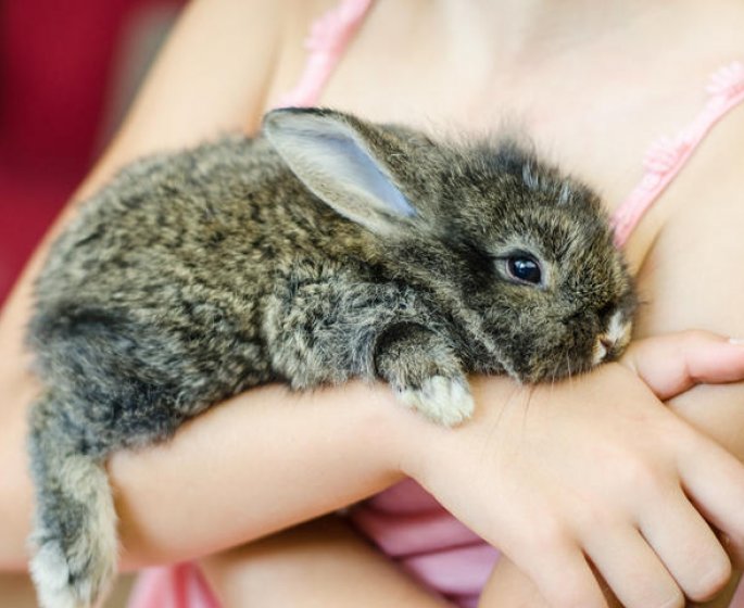 Caecotrophes du lapin : qu-est-ce que c-est ?