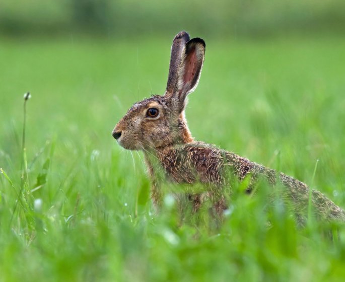 Un homme contracte la peste bubonique… apres avoir mange du lapin !