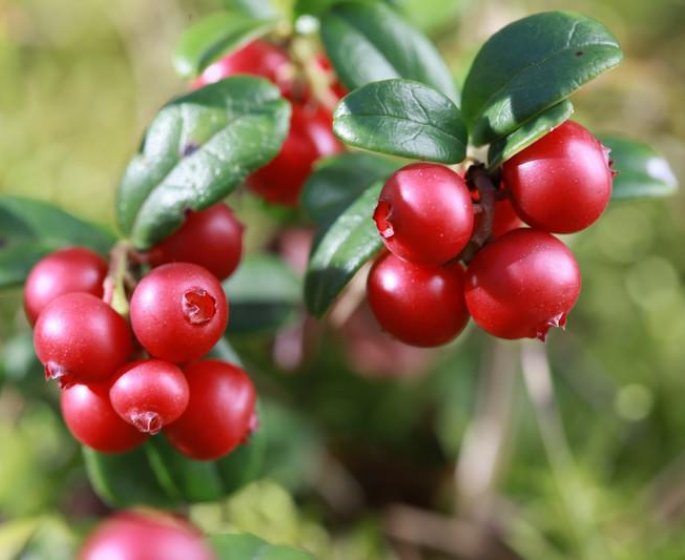 Canneberge : une plante pour soigner la cystite