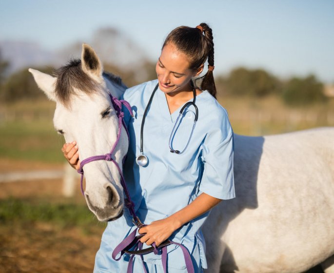 Leptospirose chez le cheval : est-ce contagieux pour l-homme ?